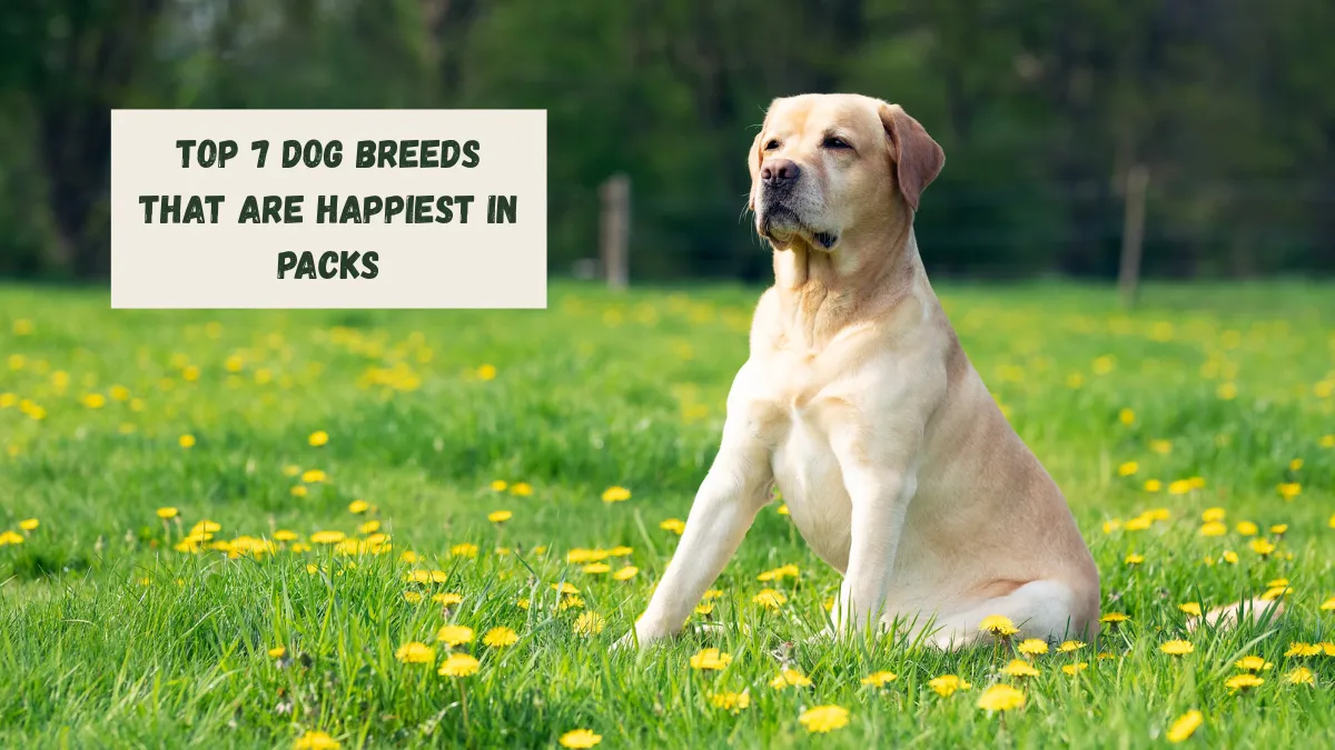 Dog Breeds That Are Happiest in Packs