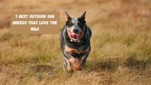 7 Best Outdoor Dog Breeds That Love the Wild