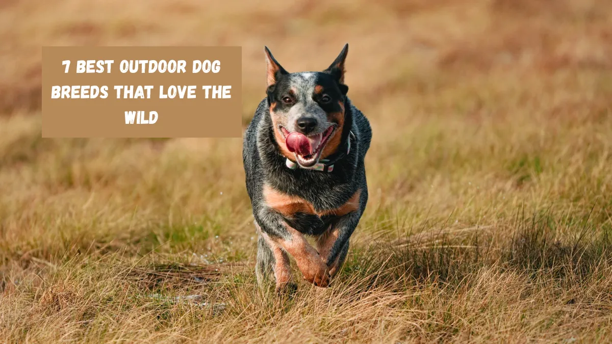 7 Best Outdoor Dog Breeds That Love the Wild