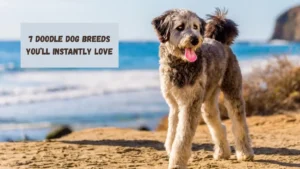 7 Doodle Dog Breeds You’ll Instantly Love