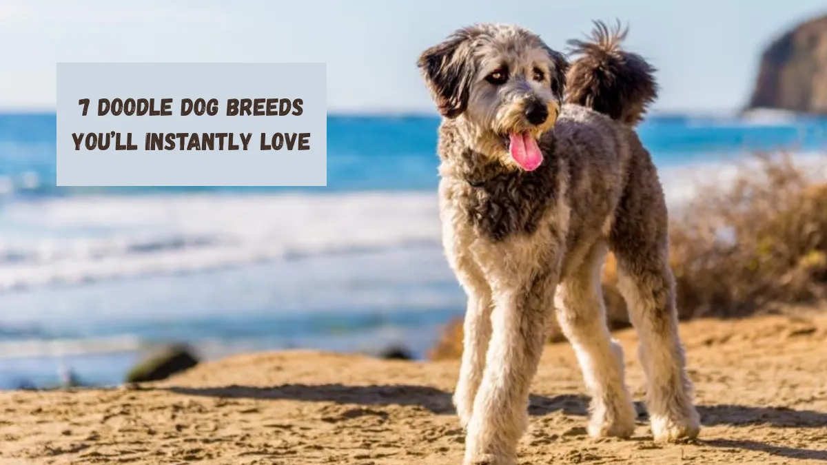 7 Doodle Dog Breeds You’ll Instantly Love
