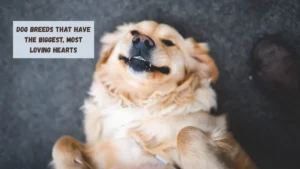 Dog Breeds That Have The Biggest, Most Loving Hearts