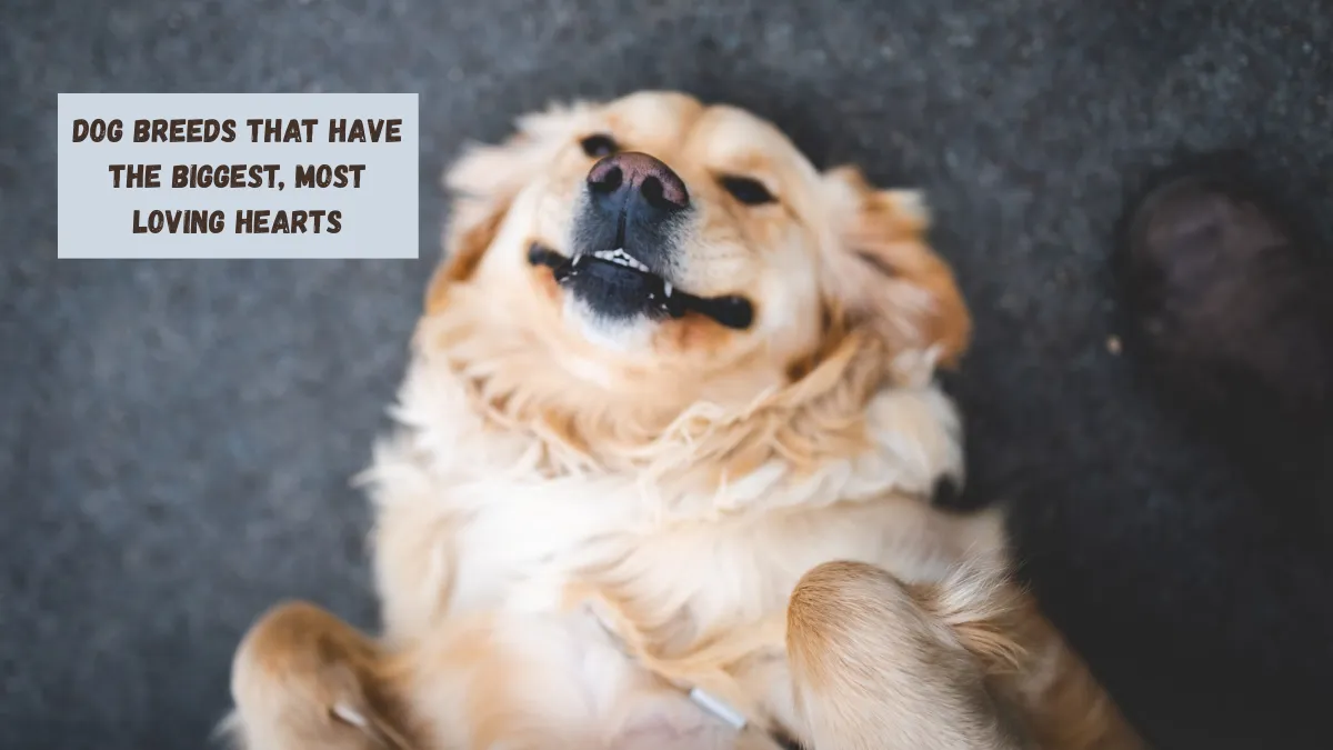 Dog Breeds That Have The Biggest, Most Loving Hearts