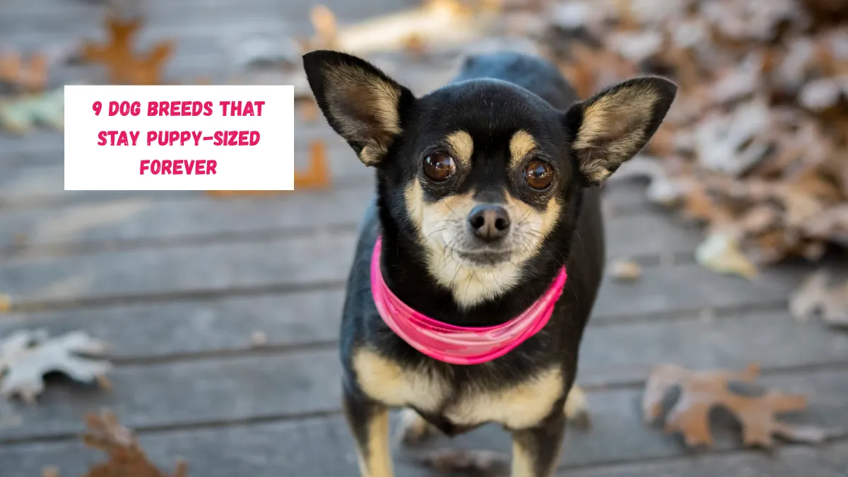 Dog Breeds That Stay Puppy-Sized Forever
